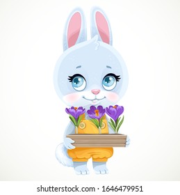 Cute little rabbit holding a wooden box with purple crocuses isolated on white background