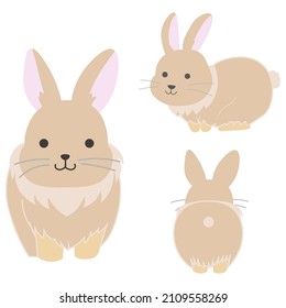 A cute little rabbit seen from the front, back and diagonal