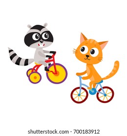 Cute little raccoon and cat characters riding bicycles together, cartoon vector illustration isolated on white background. Baby raccoon and cat animal characters riding bicycle and tricycle