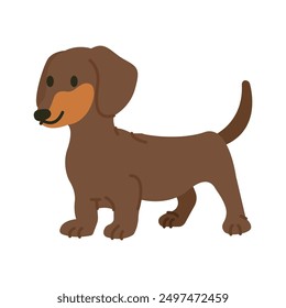 Cute little short Dachshund puppy pose
