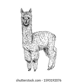 Cute llama, alpaca, ink sketch, hand drawn vector illustration