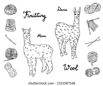 Cute llama and alpaca with a set of wool yarns, knitting needles, Crochet hook, hand drawn vector illustration