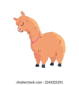 cute llama design over white