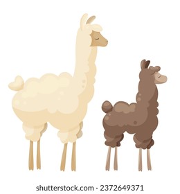 Cute llama family, curly llama mom with baby. Animal parent and its baby. Vector illustration, poster design, decorative illustration, baby and mother, mothers day, baby shower cards, happy alpacas