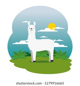 cute llama in the field scene