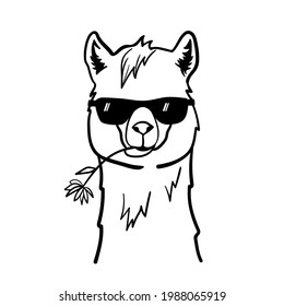 Llama guapa con gafas de sol. Genial alpaca con flor en la boca. Ilustración vectorial aislada en fondo blanco. Esbozo de esquema