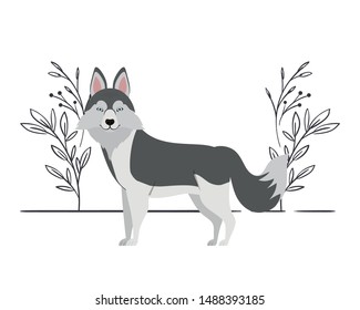 cute lobo siberiano dog on white background