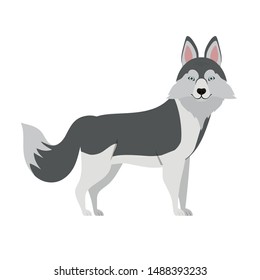 cute lobo siberiano dog on white background