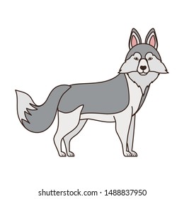 cute lobo siberiano dog on white background