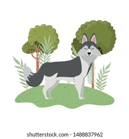 cute lobo siberiano dog on white background