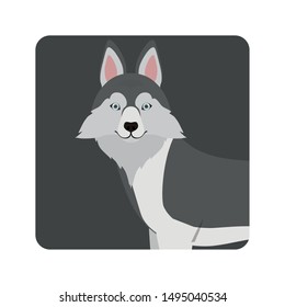 cute lobo siberiano dog on white background