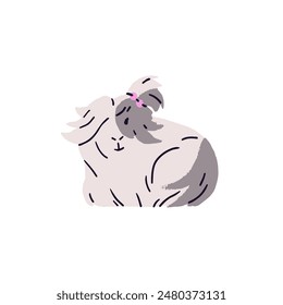 Cute long hair breed of guinea pig with pink bow. Fluffy cavy with silky fur. Adorable home rodent, domestic animal. Longhair small pet sitting. Flat isolated vector illustration on white background