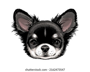 Cute long haired chihuahua sketch. Realistic dog portrait. Drawn puppy