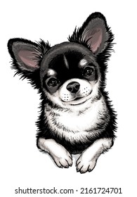 Cute long haired chihuahua sketch.Portrait of a dog made in hand drawn style. Drawn puppy