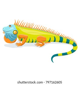 A cute lying iguana