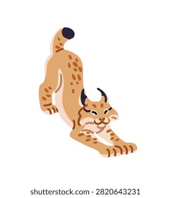 Cute lynx stretches. Bobcat is in funny pose. Wild cat of woodland with spotted fur coat. Forest animal, wildcat character. Siberian wildlife. Flat isolated vector illustration on white background