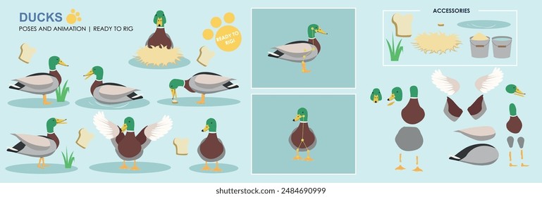 Cute Male Duck Drake Character ready to animate and rig. Vector collection with multiple poses and positions, swimming, sitting, flapping, eating. 
