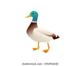 Cute mallard duck cute flying goose cartoon animal design vector illustration on white background