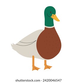Cute mallard duck, hand drawn vector illustration in flat design
