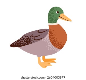 Cute mallard duck isolated on white background. Wild waterfowl. Flat vector illustration of farm bird.