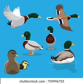 Cute Mallard Poses Flying Cartoon Vector Illustration