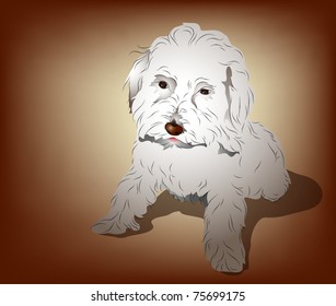 Cute Maltese and Poodle mixed puppy sitting pose EPS10