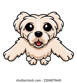 Cute maltese puppy dog cartoon