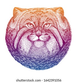 Cute manul kitten with big ears isolated on white background. Cat portait. Cool vector design illustration.