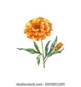 cute marigold vector illustration in watercolour style