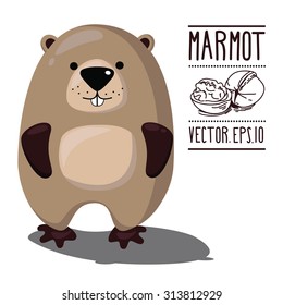 Cute marmot.
Vector illustration.