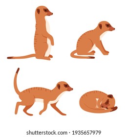 Cute Meerkat in different poses. Animal set. Vector isolated on white background.