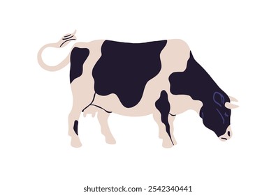 Cute milk cow with black spots on skin grazes on pasture. Dairy farm animal, livestock walks on ranch. Cattle eats on field. Farming, countryside fauna. Flat isolated vector illustration on white