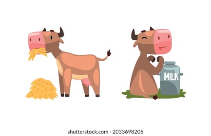 Cute Milk Cow with Udder Drinking Milk from Can and Chewing Hay Vector Set