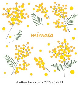 Rutsche Mimosa-Vektor-Äste gesetzt.