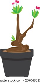 cute mini frangipani plant that has some flowers on it