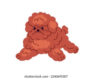 Cute miniature puppy of Toy Poodle breed. Dog standing in funny pose. Amusing little fluffy hairy doggy in playful position. Pup, canine animal. Flat vector illustration isolated on white background