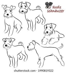 Cute Miniature schnauzer dogs doodles.Hand drawn vector illustration on white back ground.