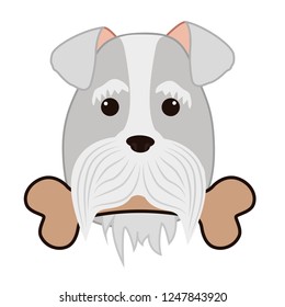 cute miniature schnauzer head with bone