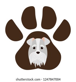 cute miniature schnauzer in the paw print 