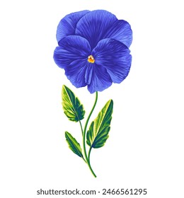 A cute minimalistic illustration with a blue Pansy flower. The delicate flower is hand drawn in a highly realistic style in vector format. A botanical clip art element ready to use in your design