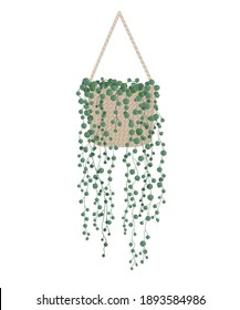 Cute modern houseplant Senecio rowleyanus in hanging basket. String of pearls succulent. Vector illustration on light white background. Home and garden concept.