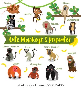 Cute Monkey and Primate cartoon on white background with animal name.