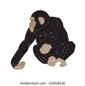cute monkey sitting isolated on white background