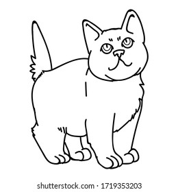 Cute monochrome lineart British shorthair kitten vector clipart. Pedigree kitty breed for cat lovers. Purebred domestic kitten for pet parlor illustration mascot. Isolated feline housecat. EPS 10.