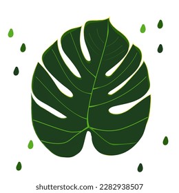Cute Monstera leaf on white background. Vector illustration