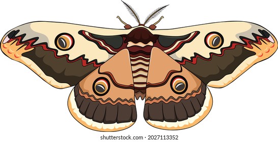 Cute Moth Cartoon Vector Illustration