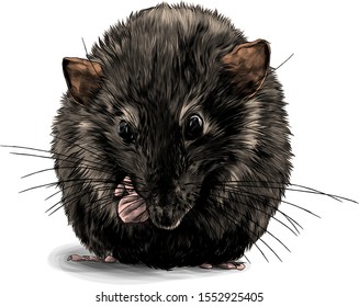 cute mouse sitting with his front paws tucked up to the muzzle, sketch vector graphics color illustration on a white background