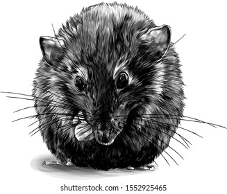 cute mouse sitting with his front paws tucked up to the muzzle, sketch vector graphics monochrome illustration on a white background