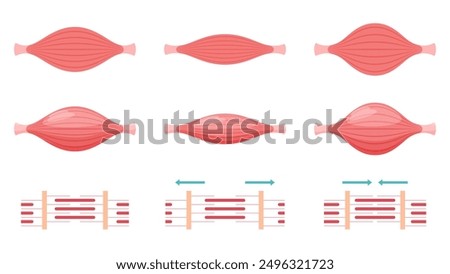 Cute muscle illustrations and myofibrils