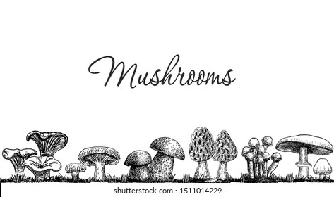 Cute mushrooms border, hand drawn collection. Isolated Sketch organic food drawing template. Champignon, morel,  porcini, chanterelle. Great for menu, label, product packaging